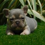 Joker-male-french-bulldog-puppy-for-sale- (3)