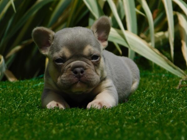 Joker French Bulldog