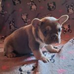 Joker-male-french-bulldog-puppy-for-sale- (4)