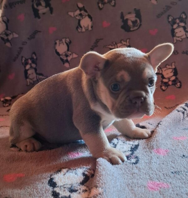 Joker French Bulldog