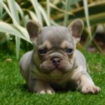 Fanny French Bulldog