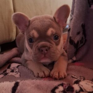 Joker French Bulldog