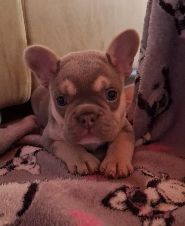 Joker French Bulldog