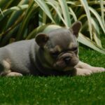 Joker-male-french-bulldog-puppy-for-sale- (5)