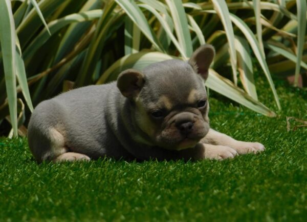 Joker French Bulldog