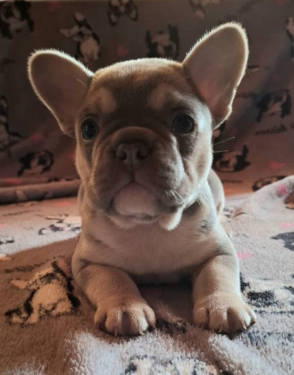 Joker French Bulldog