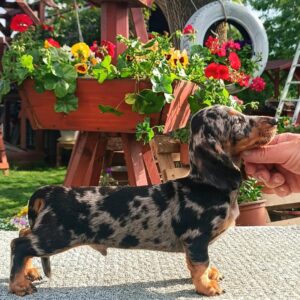 Jordik Miniature Dachshund