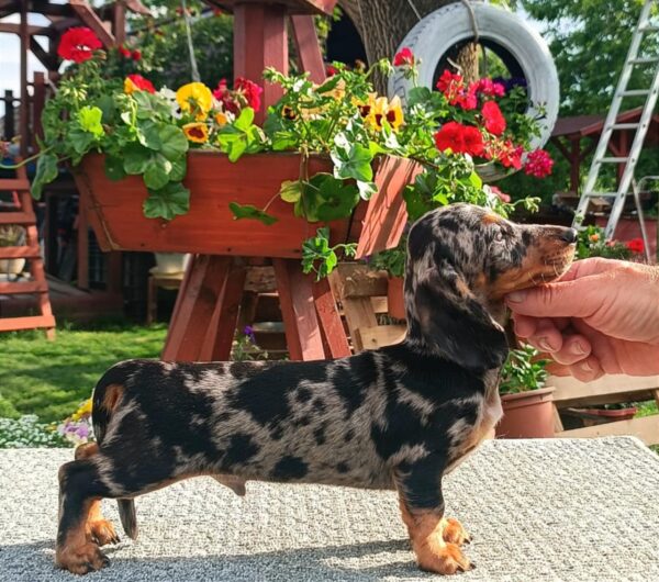 Jordik Miniature Dachshund