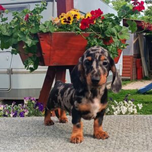 Jordik Miniature Dachshund