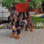 Jordik-male-miniature-dachshund-puppy-for-sale-1 (3)