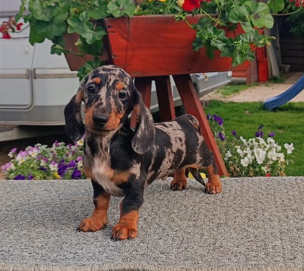 Jordik Miniature Dachshund