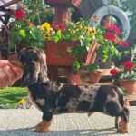 Jordik-male-miniature-dachshund-puppy-for-sale-1 (4)