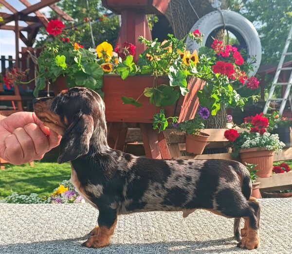 Jordik Miniature Dachshund