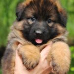 Brita German Shepherd