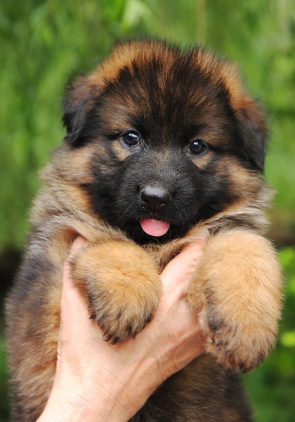 Kara German Shepherd