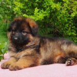 Kara-female-German-Shepherd-puppy-for-sale-22