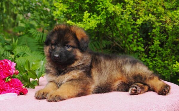Kara German Shepherd