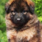 Kara-female-German-Shepherd-puppy-for-sale-3