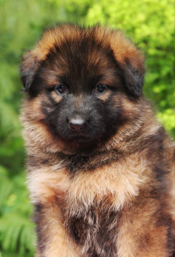 Kara German Shepherd