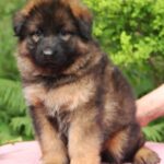 Kara-female-German-Shepherd-puppy-for-sale-4