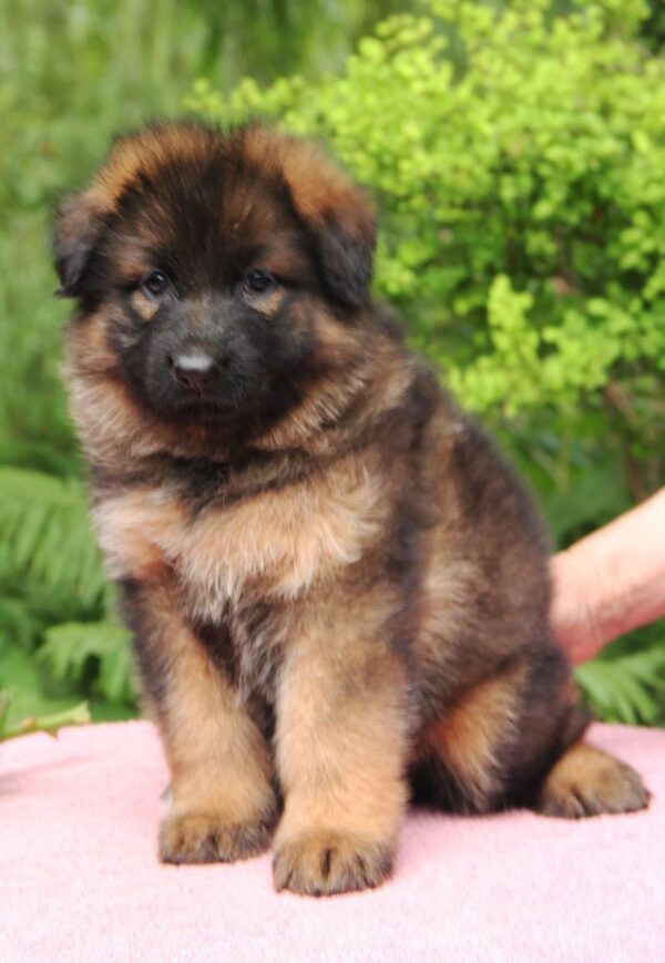 Kara German Shepherd