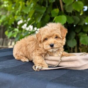 Kars Maltipoo