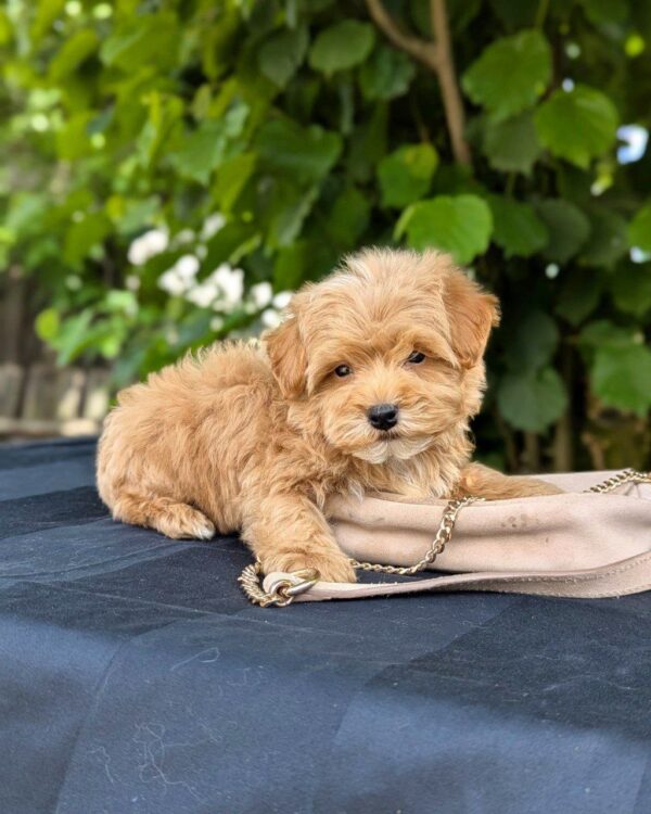 Kars Maltipoo