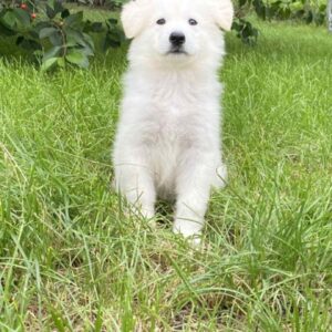 Karst White Swiss Shepherd