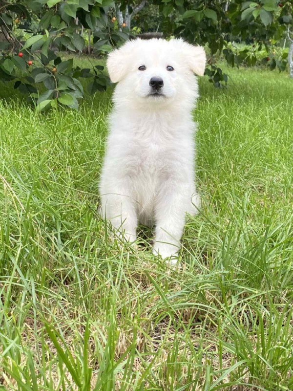 Karst White Swiss Shepherd