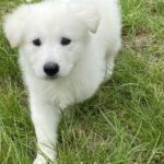 Karst-male-White-Swiss-Shepherd-puppy-for-sale-2