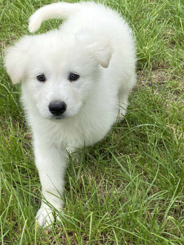 Karst White Swiss Shepherd