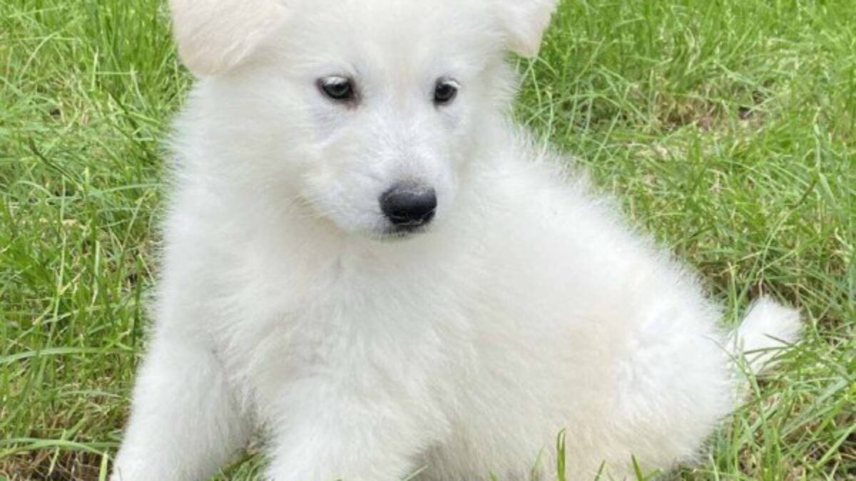 Shepherd Rescue Albino Shepherd Swiss Shepherd Rescue White German Shepherd  For Rehoming Swiss, image size:1200x675