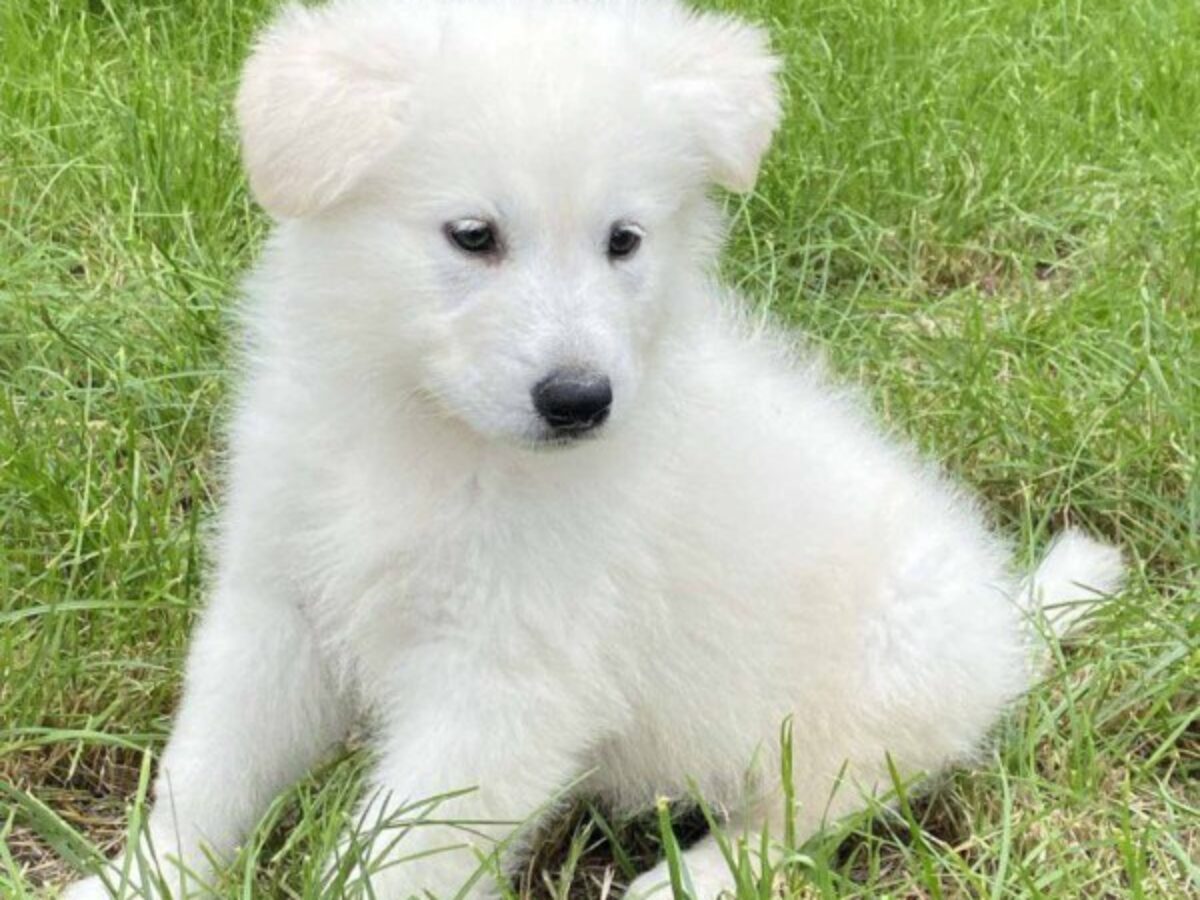 Pet Jarman Dog Baby Price White German Price Of Jarman Safed Puppy