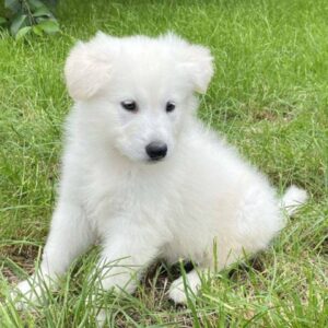 Karst White Swiss Shepherd