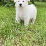 Karst-male-White-Swiss-Shepherd-puppy-for-sale-4