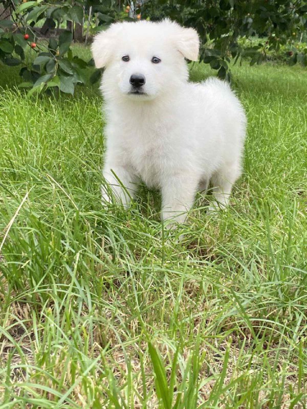 Karst White Swiss Shepherd