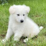 Karst-male-White-Swiss-Shepherd-puppy-for-sale-5