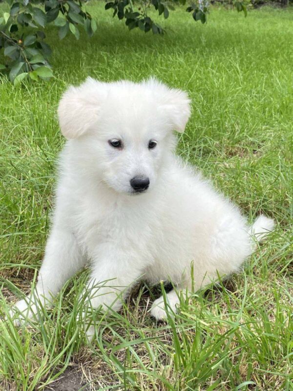 Karst White Swiss Shepherd