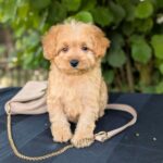 Zefir Maltipoo