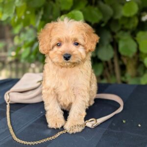 Kerra Maltipoo