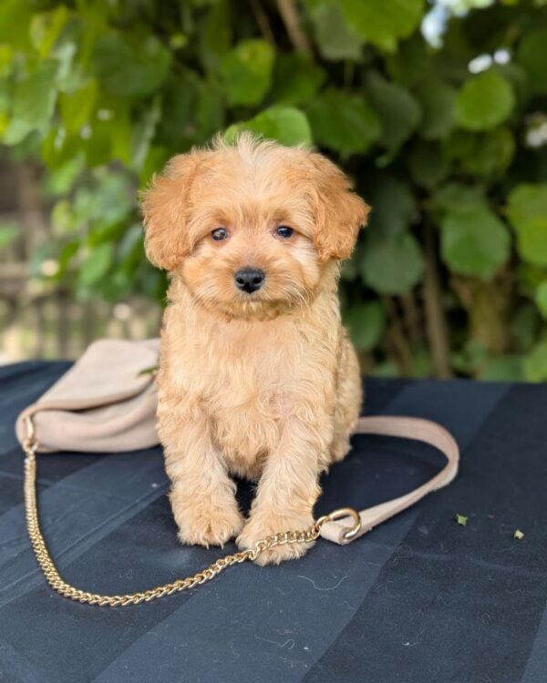 Kerra Maltipoo