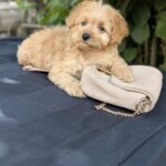 Kerra-female-Maltipoo-puppy-for sale-2