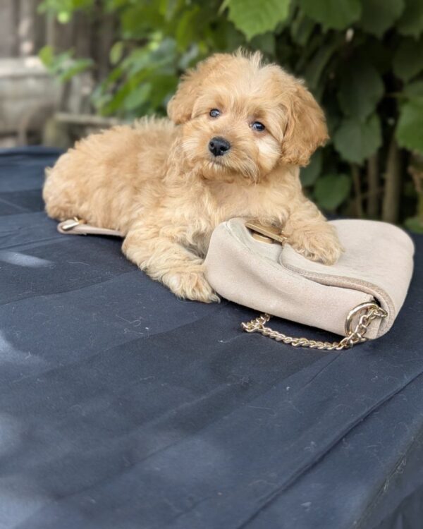 Kerra Maltipoo