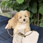 Koul-male-Maltipoo-puppy-for sale-1