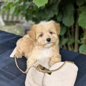 Kars Maltipoo