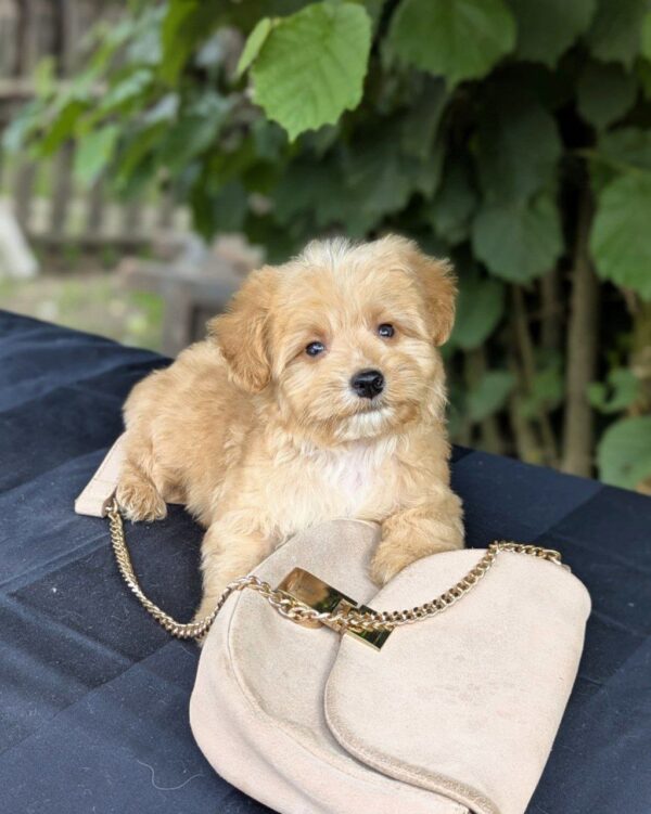 Kars Maltipoo