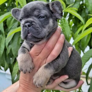 Krover French Bulldog