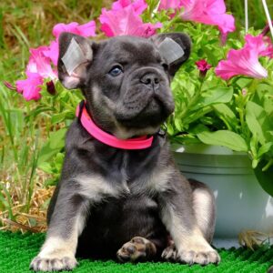 Krover French Bulldog