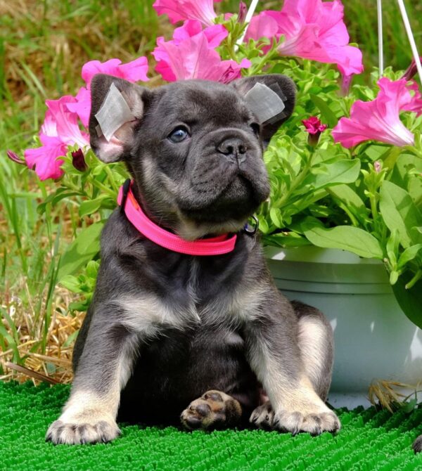 Krover French Bulldog
