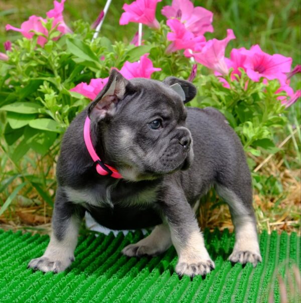 Krover French Bulldog